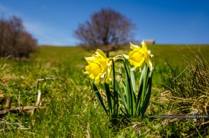 Photo Jonquilles Aubrac Lozère