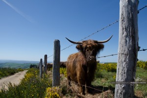 Photo Animal Lozère