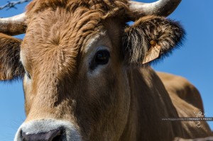 Photo Vache Aubrac Lozère