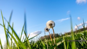 Photographe nature