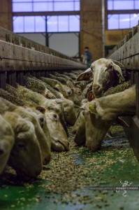 Photographe de reportage en Aveyron et Lozère